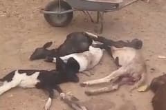 Ataque de cães deixa nove ovelhas mortas em zona rural de Ipirá