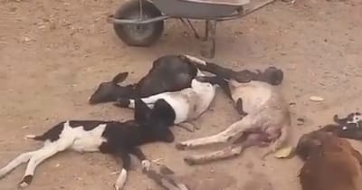 Ataque de cães deixa nove ovelhas mortas em zona rural de Ipirá